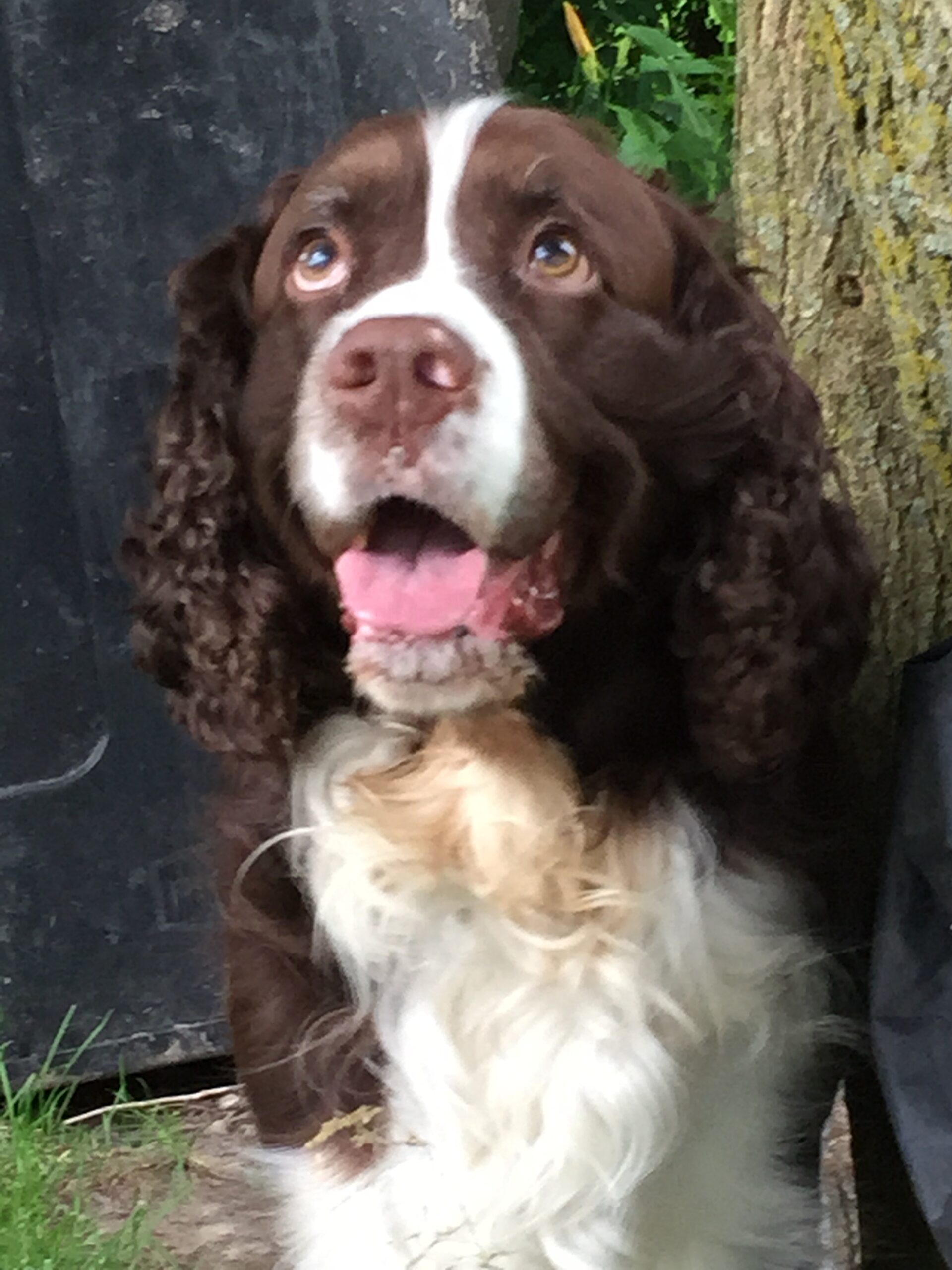 Jackson Walker “Larry Bird” Dog (8/7/2006-1/21/2021)